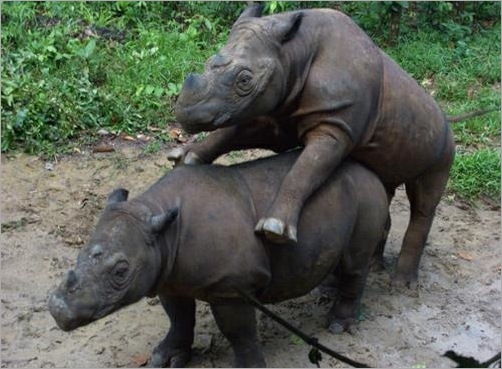 Animal Typed Love
