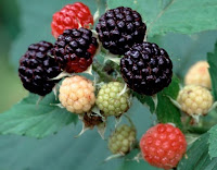 Buah Raspberry