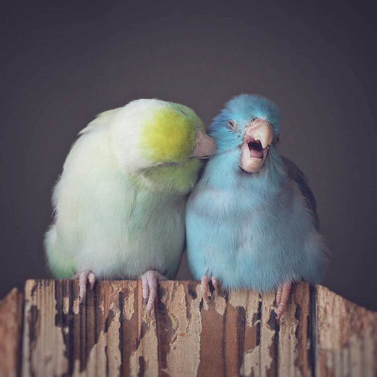 Adorable Images Depict The Relationship Between Four Pastel-Colored Parrotlet Birds