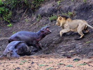 صور فرس النهر صور سيد قشطة كرتون