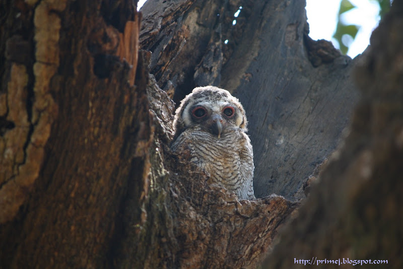 Mottled Wood Owlet