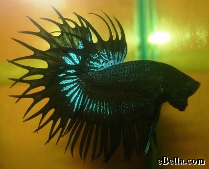 black orchid beta fish