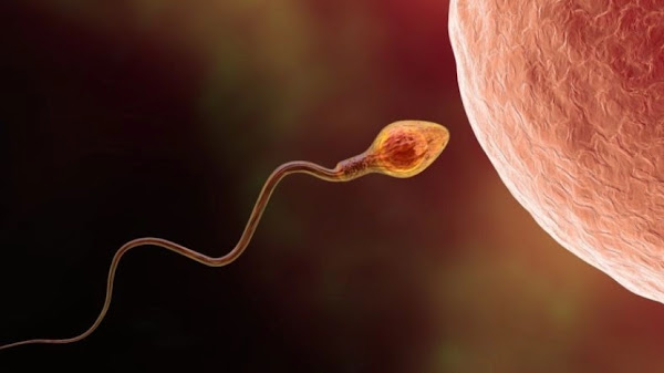 What are the symptoms of egg inoculation? When is the egg fertilized after ejaculation?