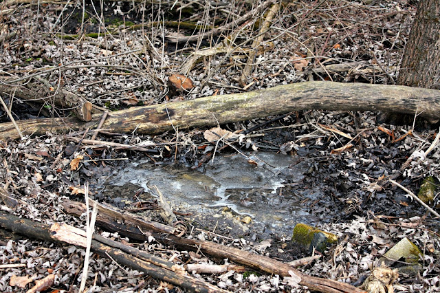 partially frozen puddle in the woods