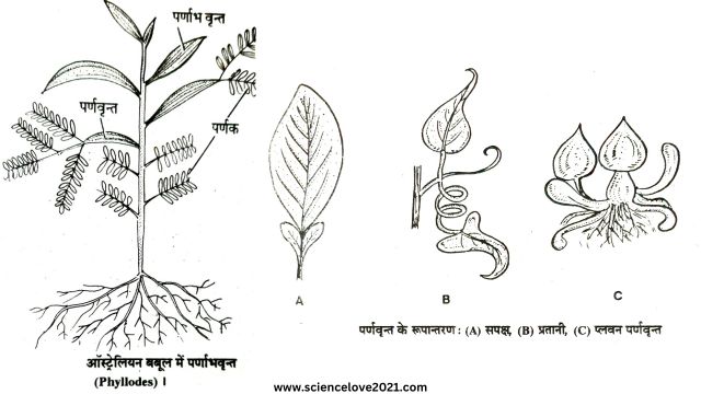 सरल पत्ती की संरचना (Structure of a Simple Leaf) in hindi