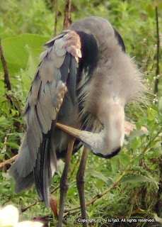 Great Blue Heron Preening