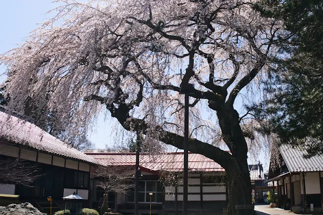 常楽寺の仁科しだれ桜