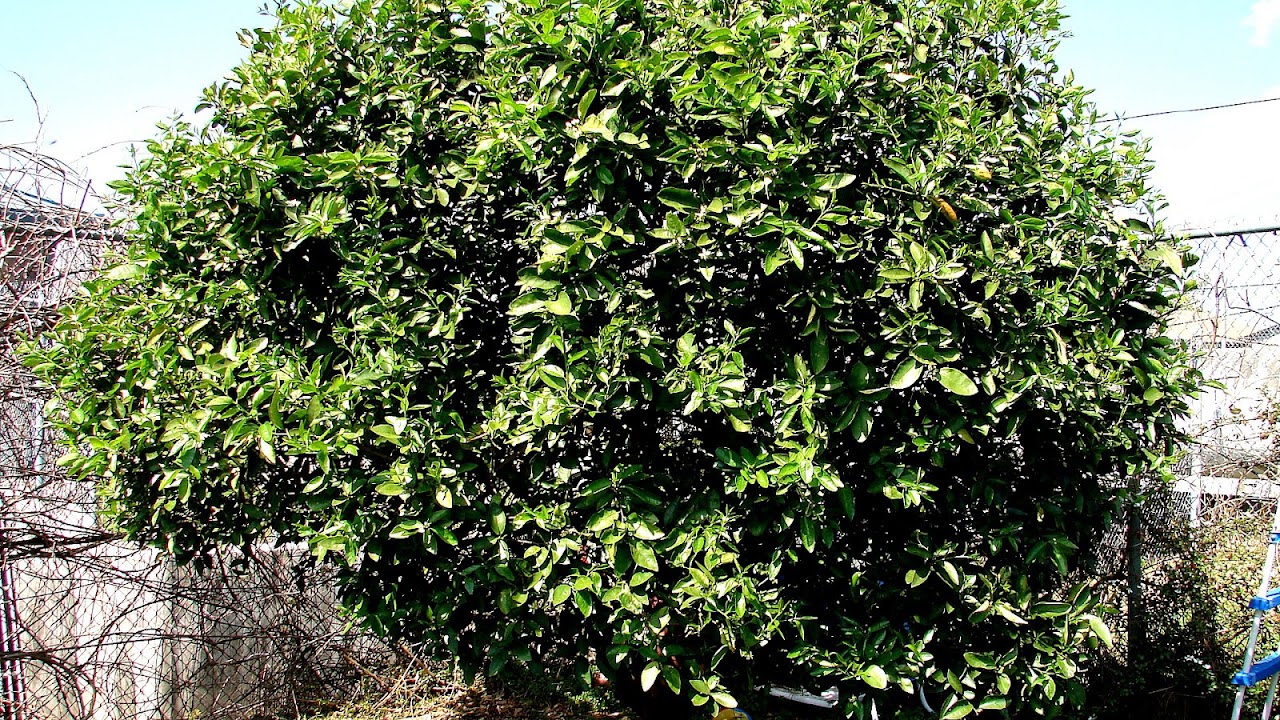Avocado - Avocado Tree Facts