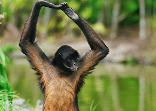 Funny Spider Monkey