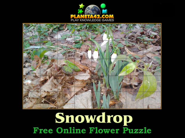 Snowdrop Flower Puzzle