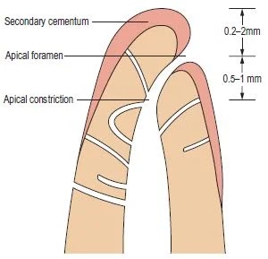 Apical Anatomy