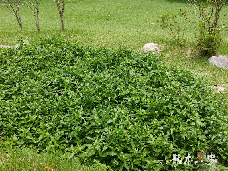 一秒到歐洲｜苗栗飛牛牧場｜最美牧場和大草原~野餐嬉戲觀乳牛、人工濕地護自然