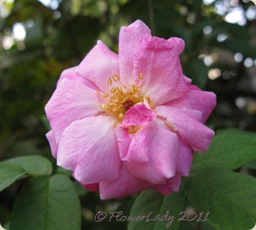 11-20-not-sure-rose 11-20-not-sure-rose