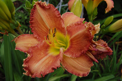 ruffled edged hybrid lily