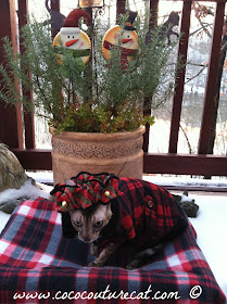 Coco the Cornish Rex in Winter Fashions