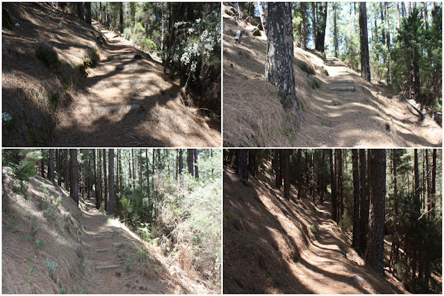 GR-131 - TRAMO 3 LA ESPERANZA (EL ROSARIO) AL ÁREA RECREATIVA DE LA CALDERA (AGUAMANSA - LA OROTAVA), tramo de sendero entra la Pista Lomo Atravesado y el cortafuegos de El Gaitero