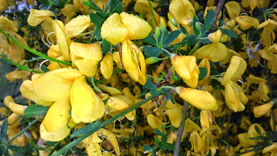 ulex parviflores