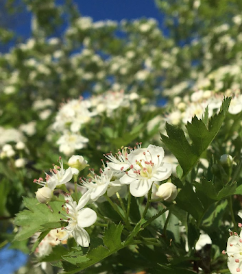 hawthorn flowers