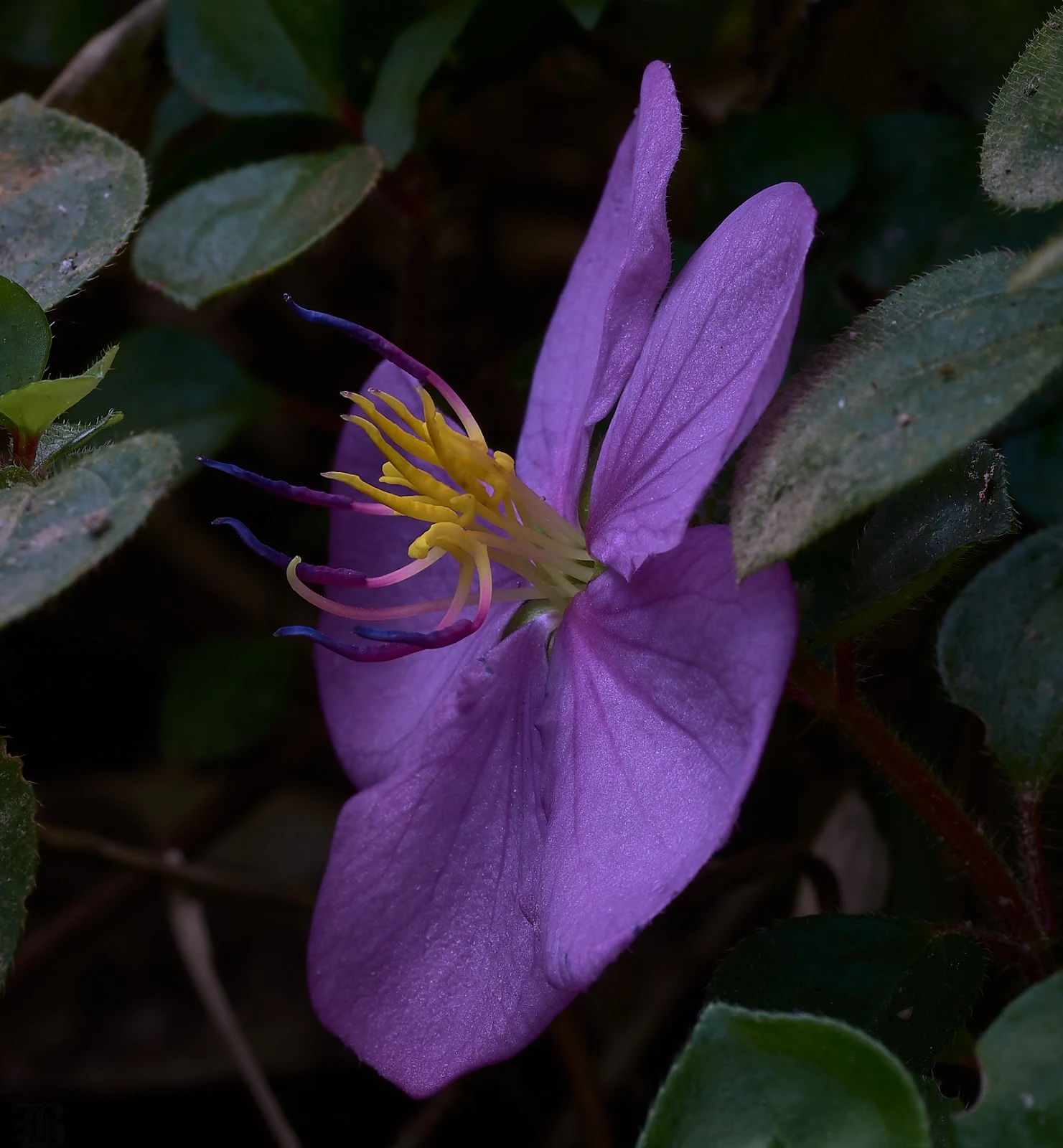 This passionately purple flower cascades over walls and lawns. 