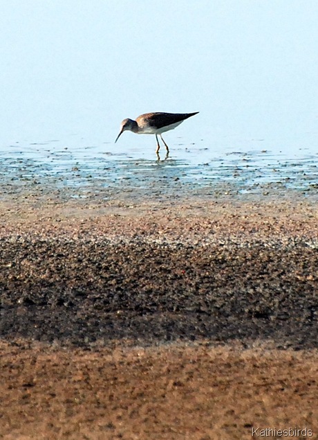 5. Stilt Sandpiper