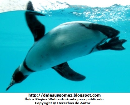 Foto de Pingüino dentro del agua - Parque de las Leyendas. Foto de pinguino tomada por Jesus Gómez