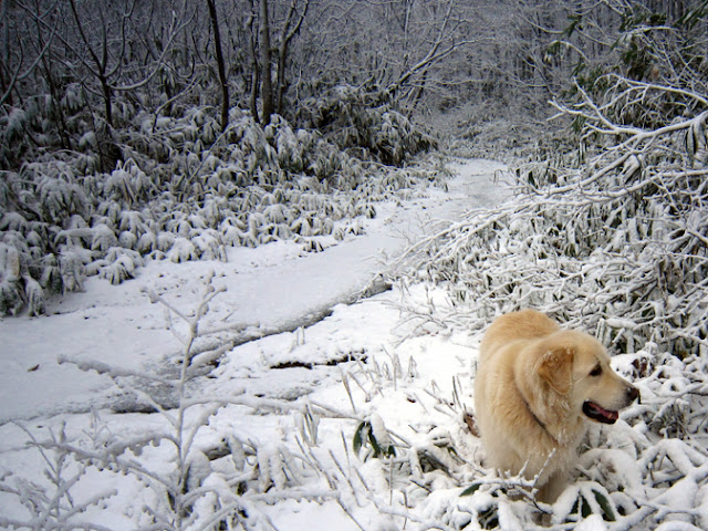 山を歩き回る犬