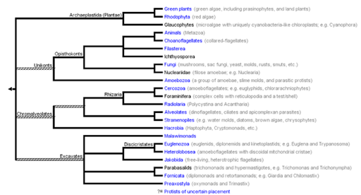 Actualmente, protista es una categoría que se usa, cuando se tiene que introducir a los seres vivos que no son plantas, animales u hongos, pero no tiene mayor valor teórico