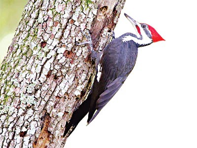 Beautiful Pictures of Woodpecker Birds - Babui, Woodpecker, Sparrow, Tuntuni, Bulbul, Beautiful Bird Pictures - birds - NeotericIT.com