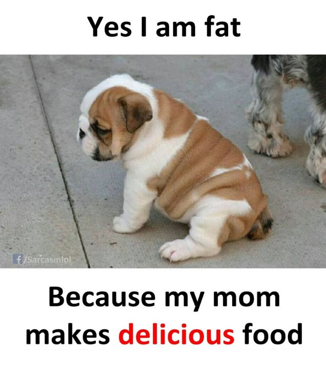 Mom makes delicious food! - Funny Dog Memes, pictures, photos, images, pics, captions, jokes, quotes, wishes, quotes, SMS, status, messages, wallpapers.