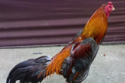 Kelebihan Ayam Birma Kaisar, penyilangan ayam birma DAN jenis ayam hias
