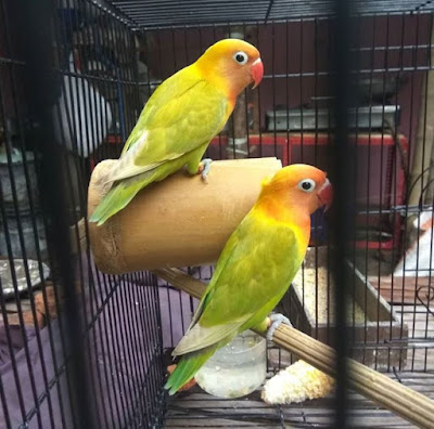 Burung Lovebird Pasjo