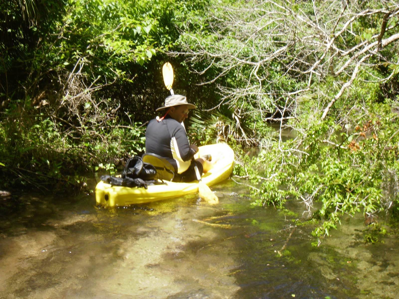 Kayaking Wekiva River &amp; Rock Springs Run with Gators ...