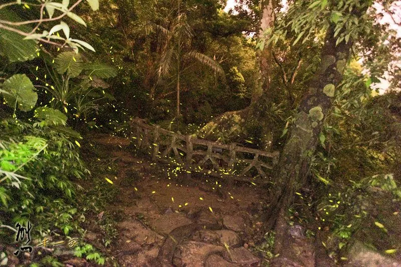 螢火蟲、油桐花、季高緯度熱帶雨林｜三峽 大板根森林溫泉渡假村