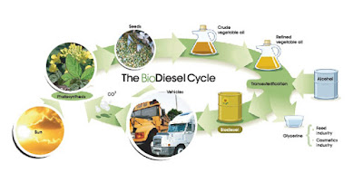Biodiesel cycle