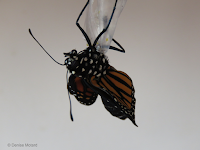 Female Monarch emerging, back view - © Denise Motard