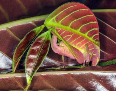 Pretty In Pink Eulophophyllum Kirki