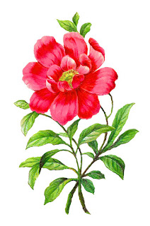 flower camellia image artwork botanical illustration clipart digital