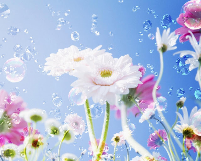 Flowers HD Wallpaper