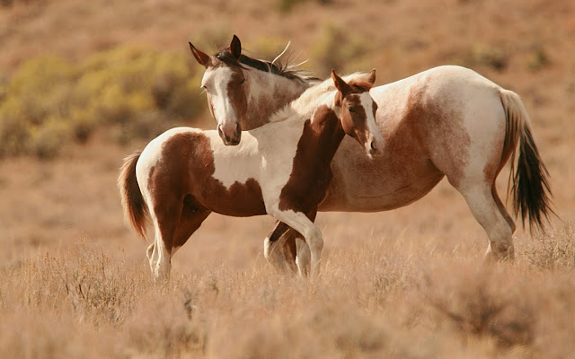 horse wallpapers HD