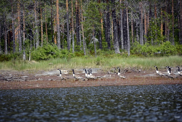 langvannet padletur kanadagjess