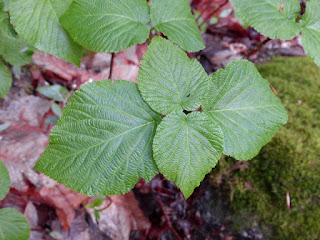 Viorne à feuilles d'Aulne - Bois d'Orignal - Viburnum lantanoides