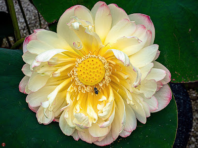 Sacred lotus flower: Kencho-ji