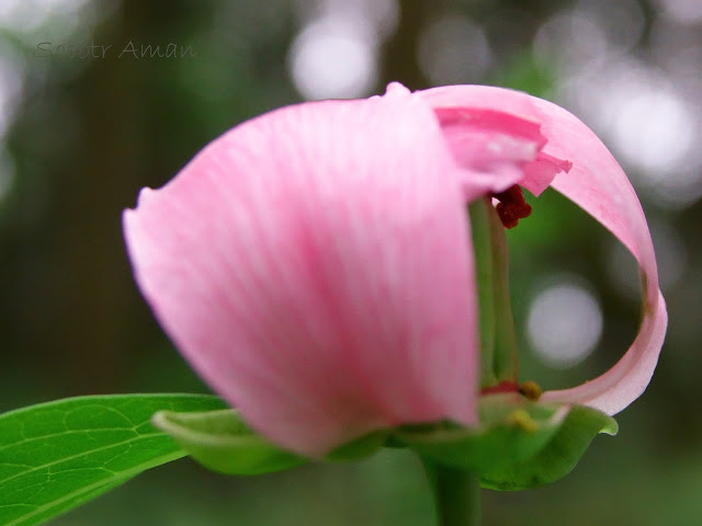 Paeonia obovata