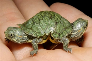 Two-Headed Turtle