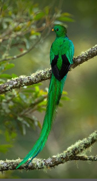 burung ekor panjang 