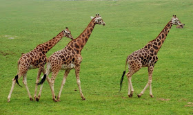 Familia-de-jirafas-en-el-Parque-de-Cabárceno
