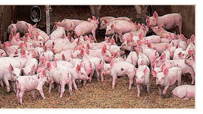 pig farming, pig farming in Nigeria pig farming
