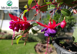 Descubra a beleza do Brinco de Princesa Árvore: um guia para esta planta deslumbrante