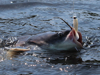 blue catfish