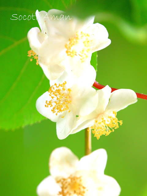 Actinidia polygama